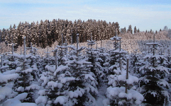 Juletrær med snø
